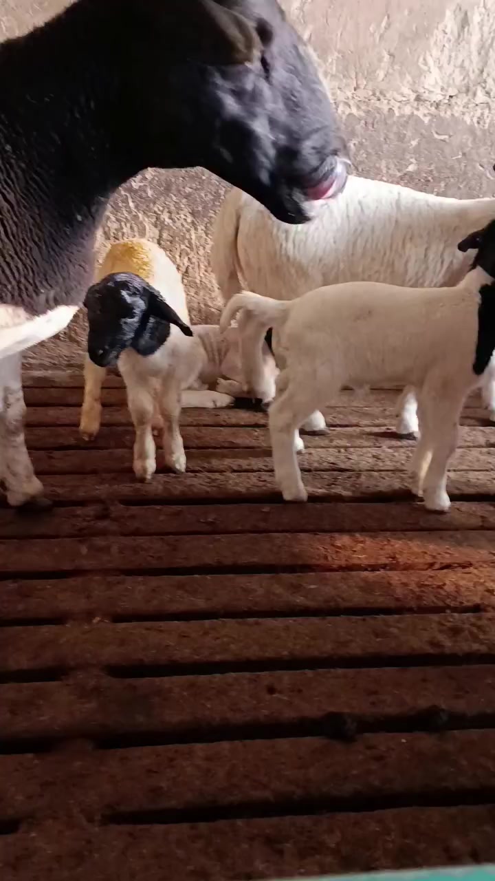 @Smart Farm Kenya