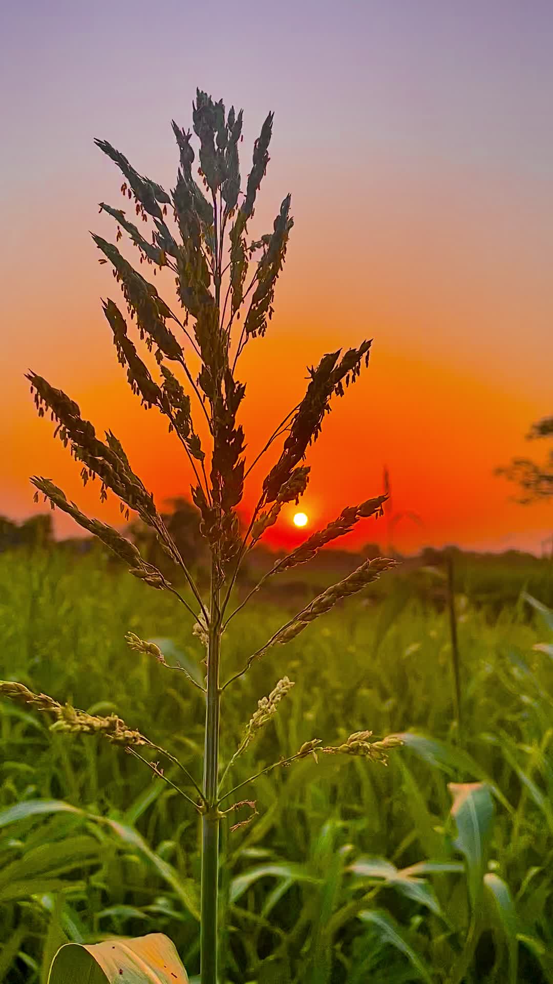 @Salman Ranjha