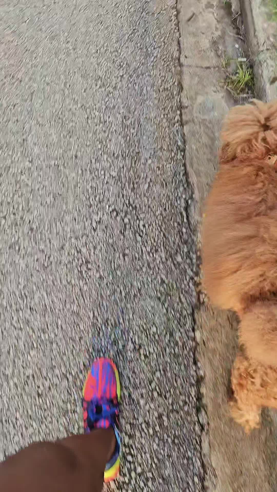 @MixedPetCollective