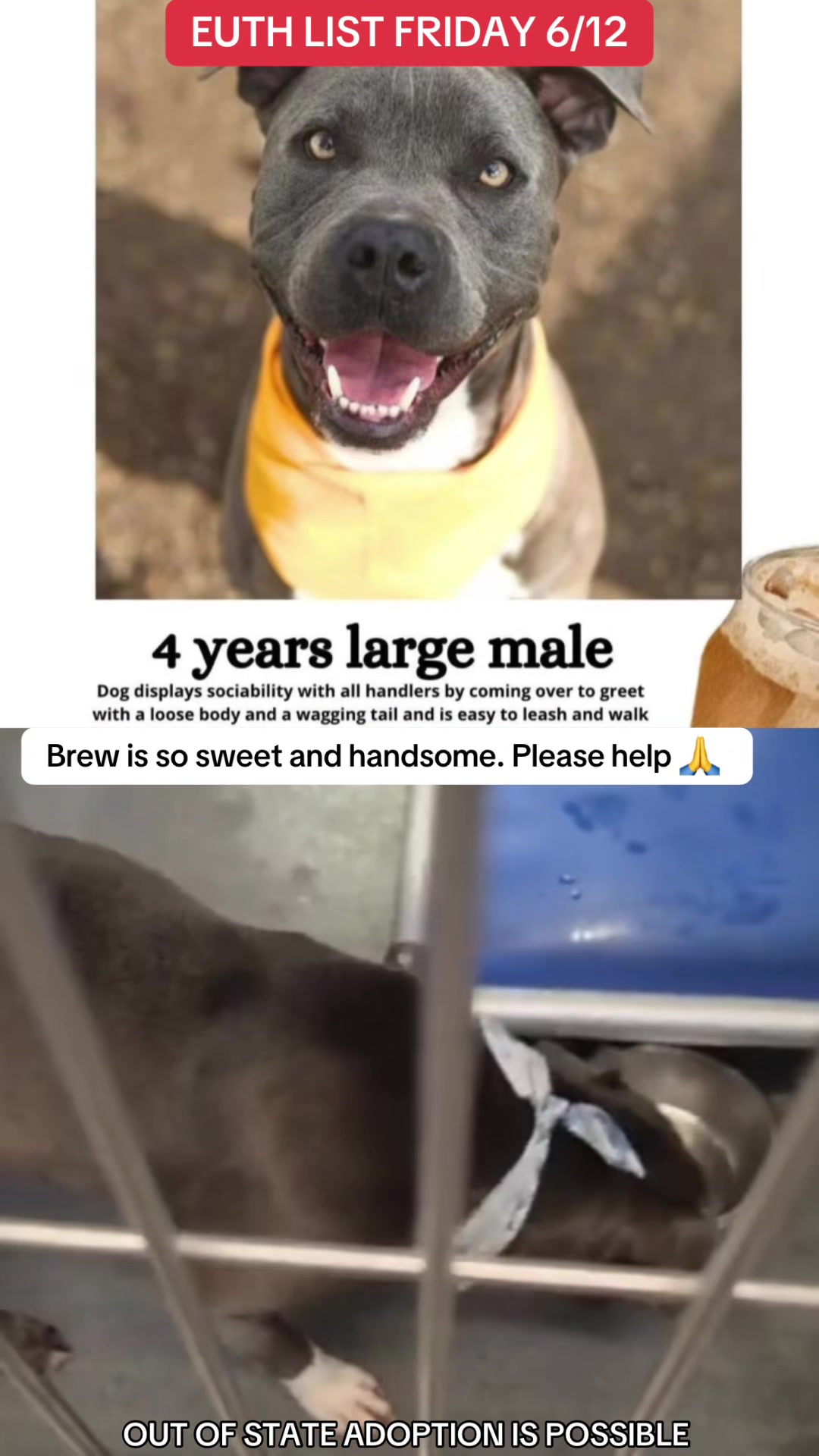 @@rescuedogs911