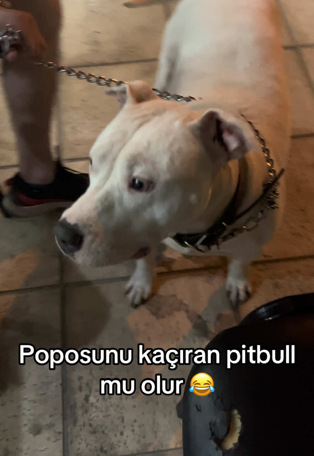@Beyza🐾