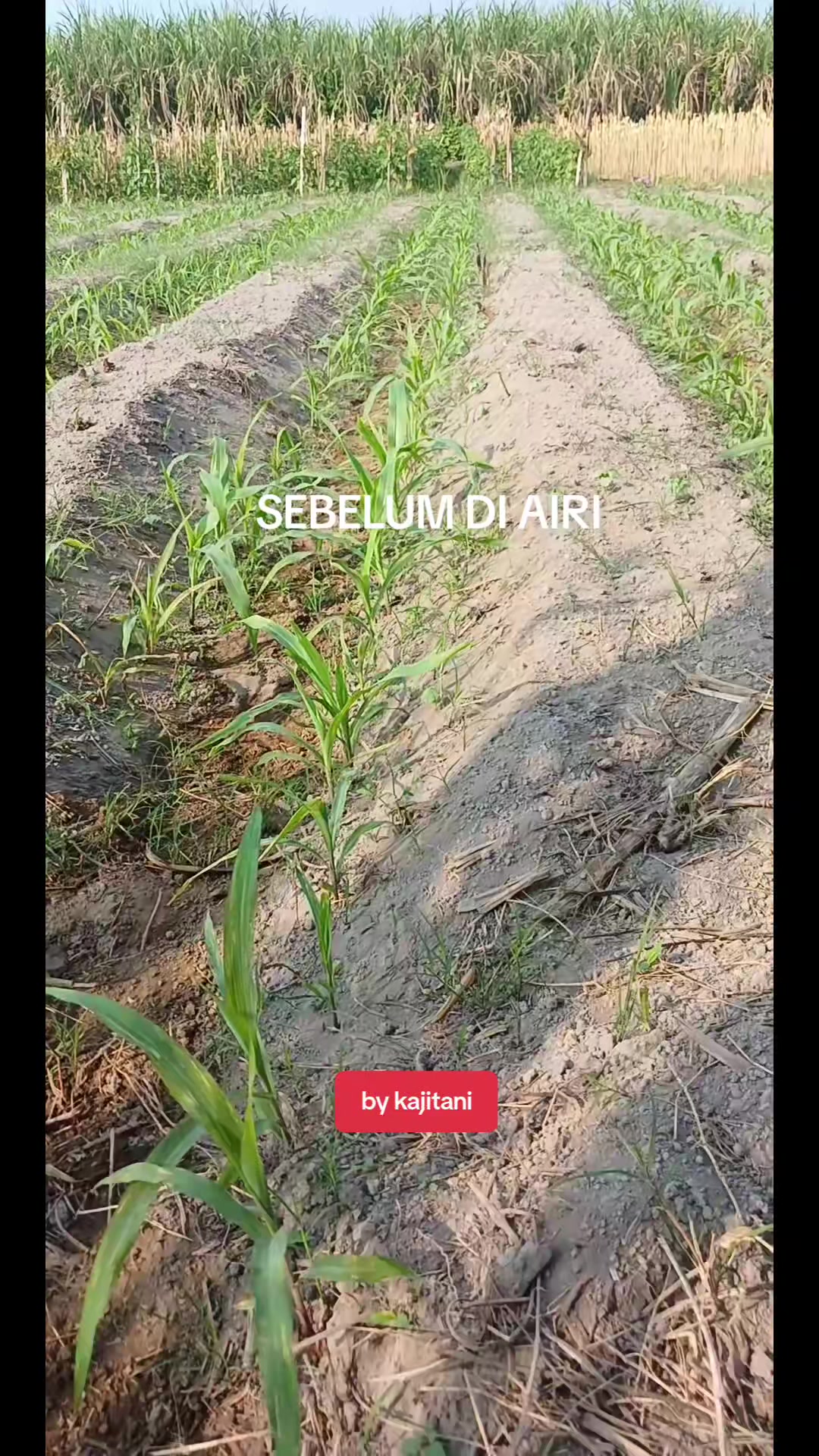 @KAJITANI