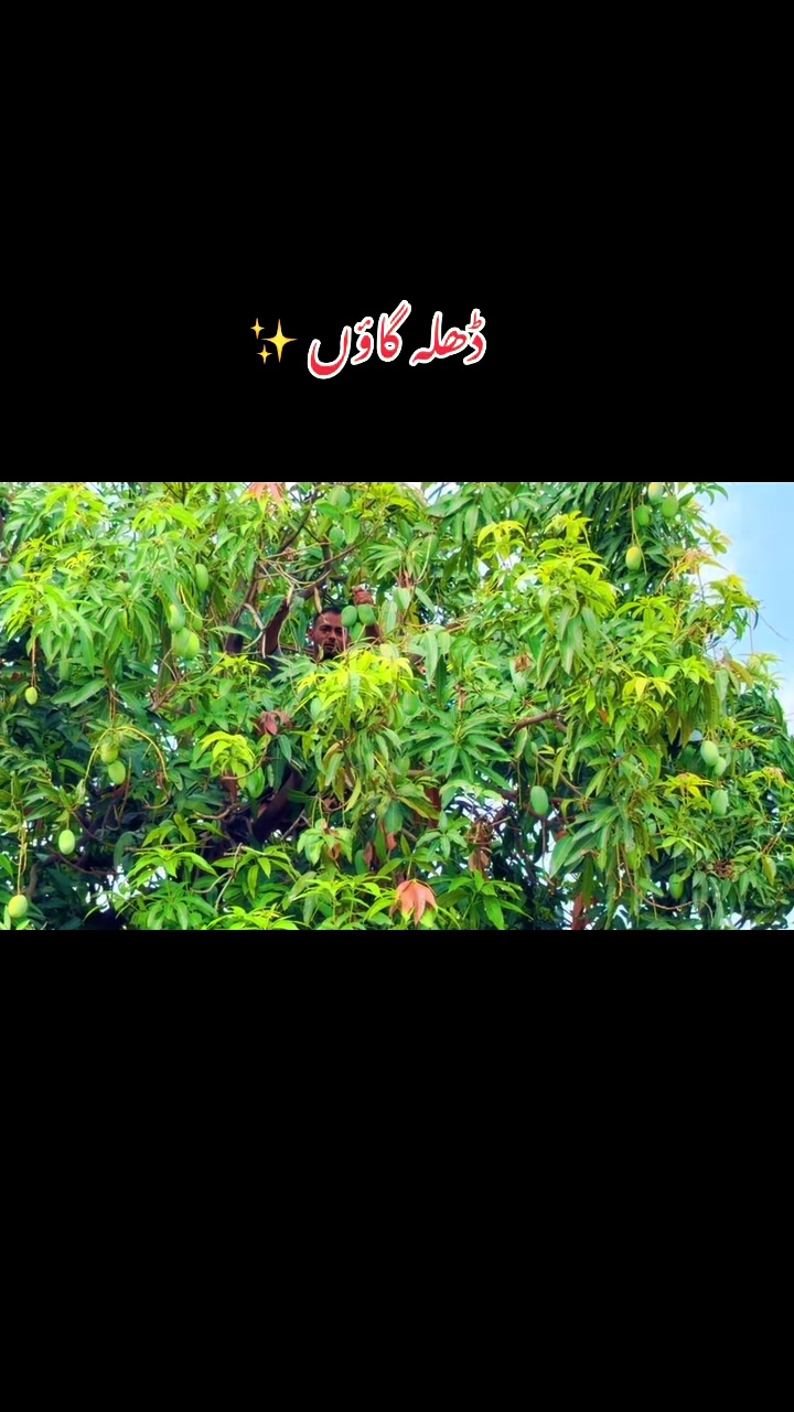 @🍁Des Pardes🍁