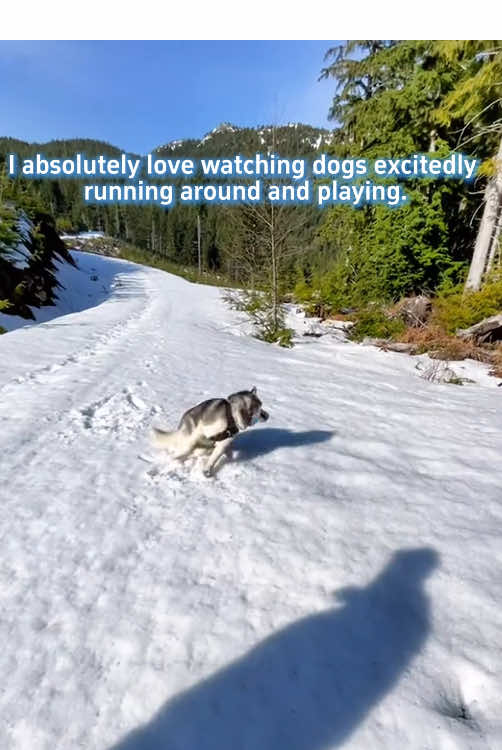 @Funny dogs 226
