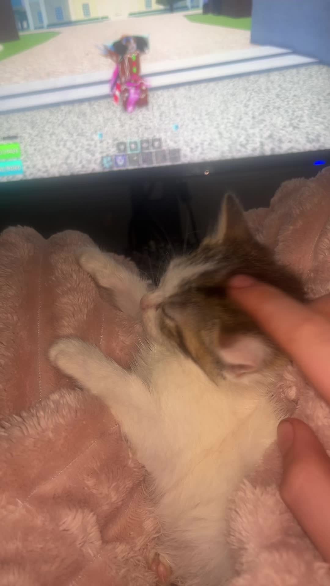 @kittencattuff