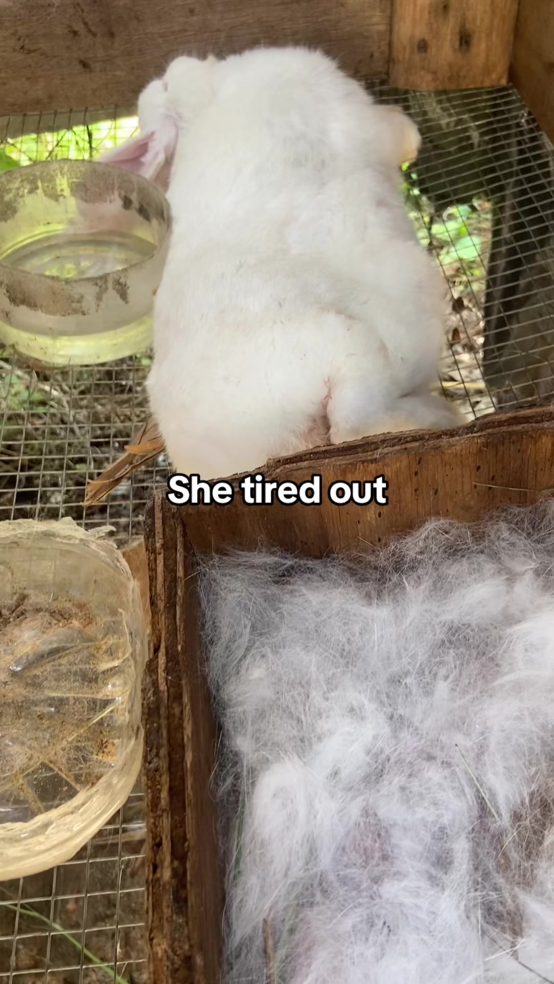 @HappyHoppersRabbitry