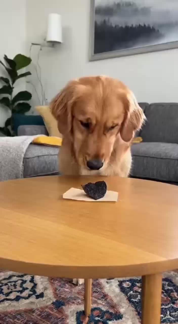 @Paw on Camera