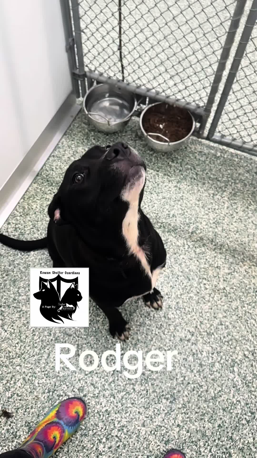 @Crazy Dog Lady