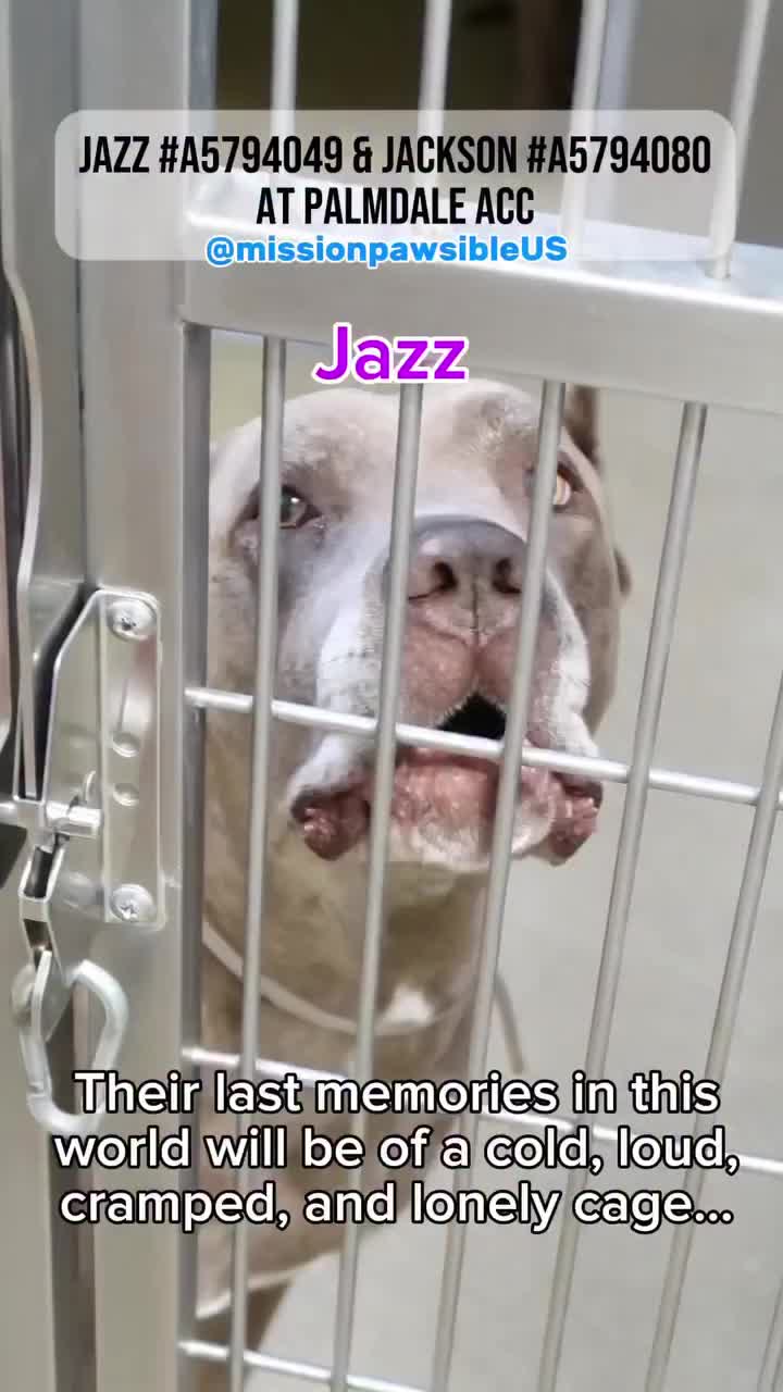 @Cane Corsos
