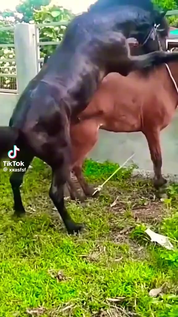 @love animal