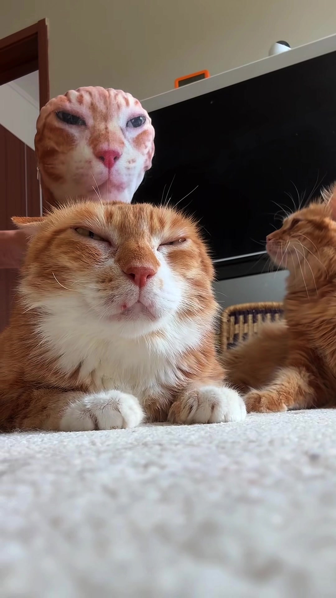 @𝗖𝗔𝗧𝗦