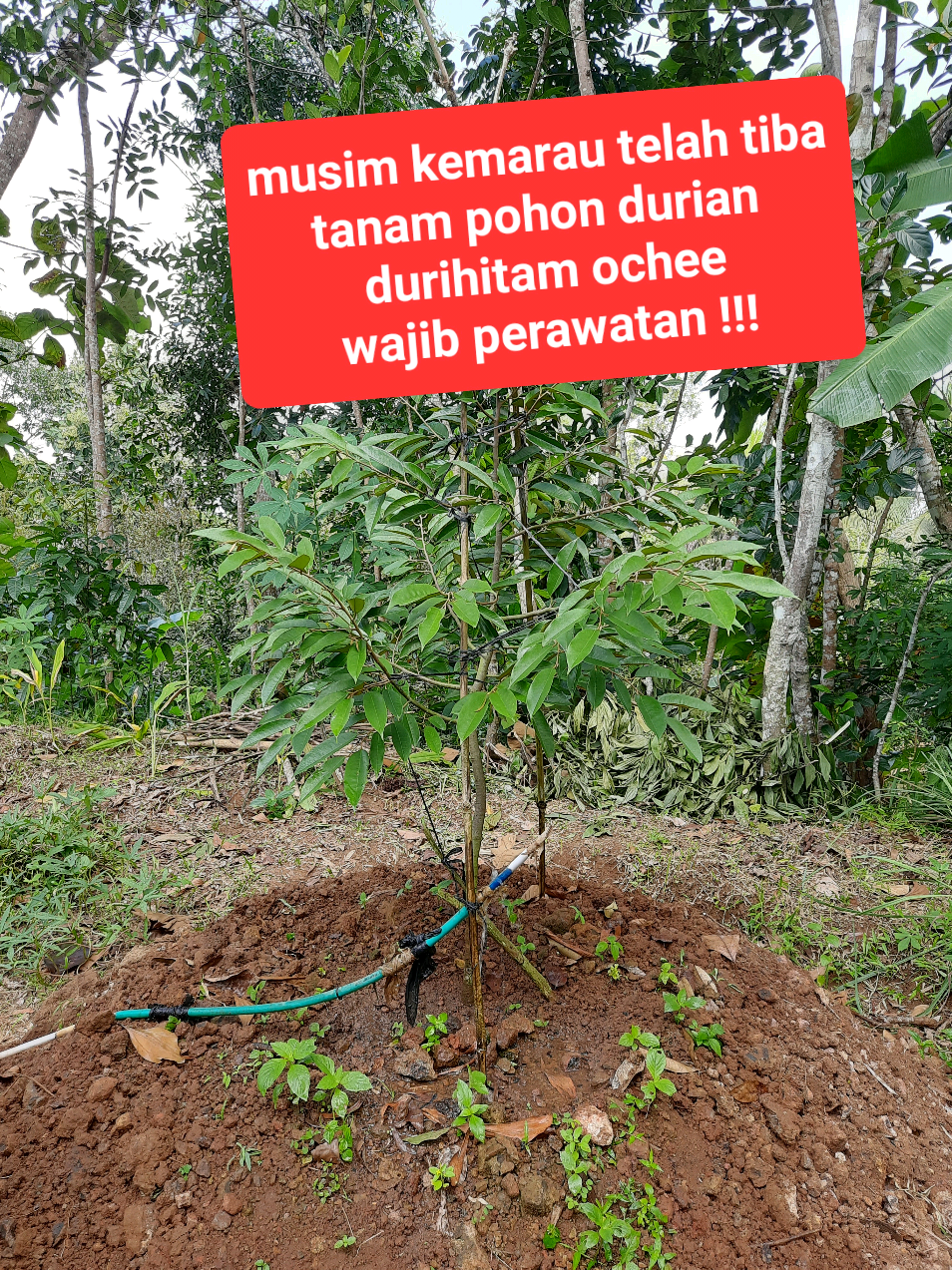 @embunpagi20