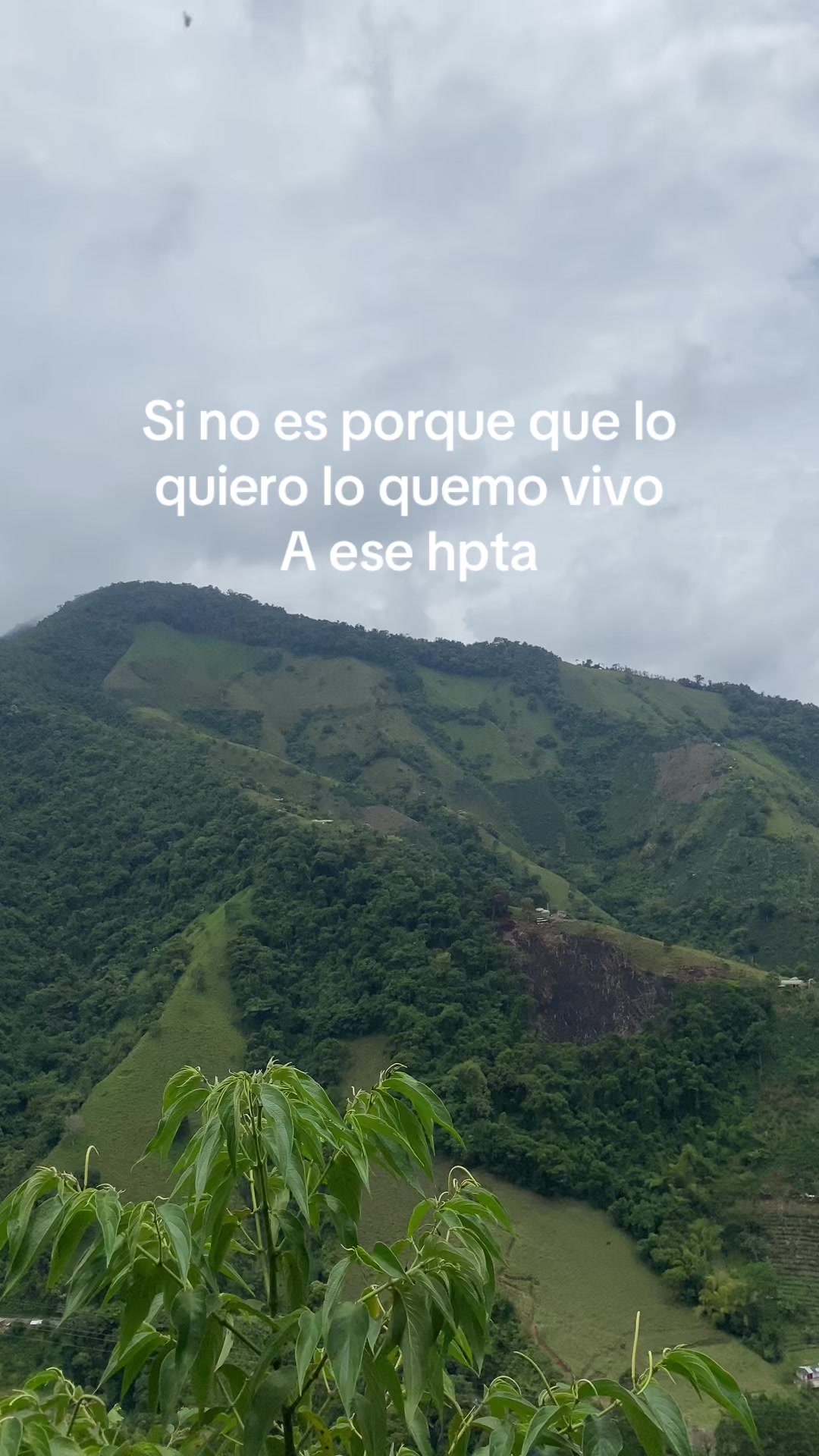 @mona