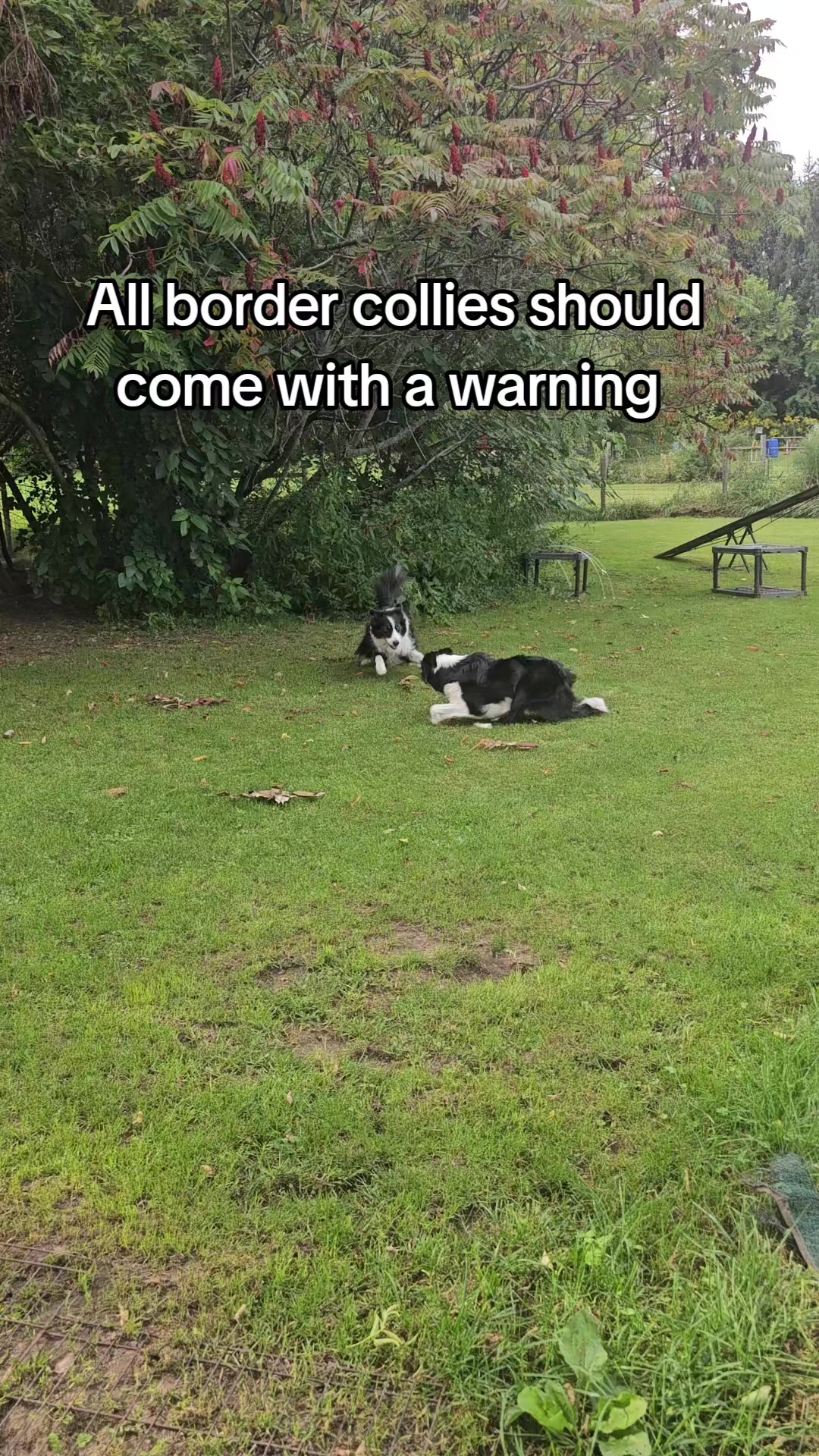 @Zedthebordercollie🇨🇦
