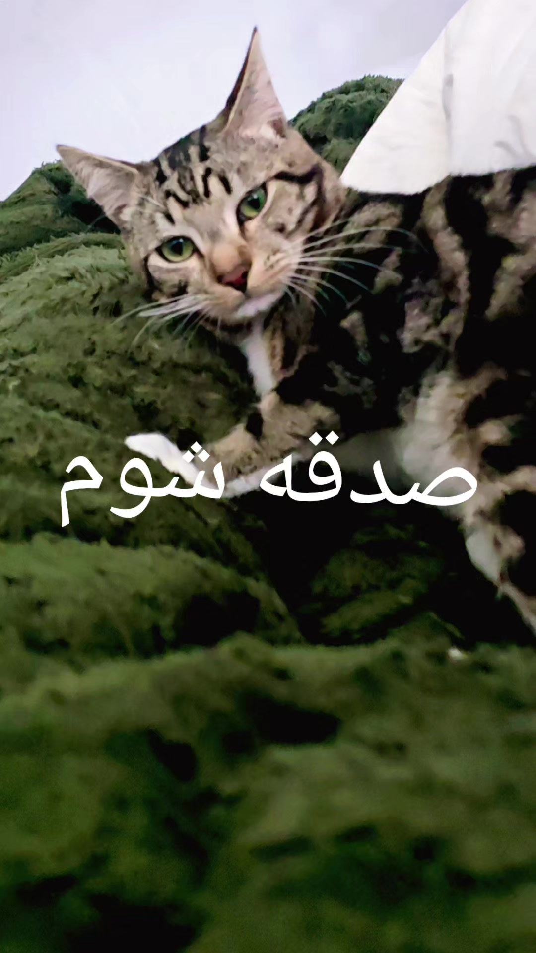 @Khaksar