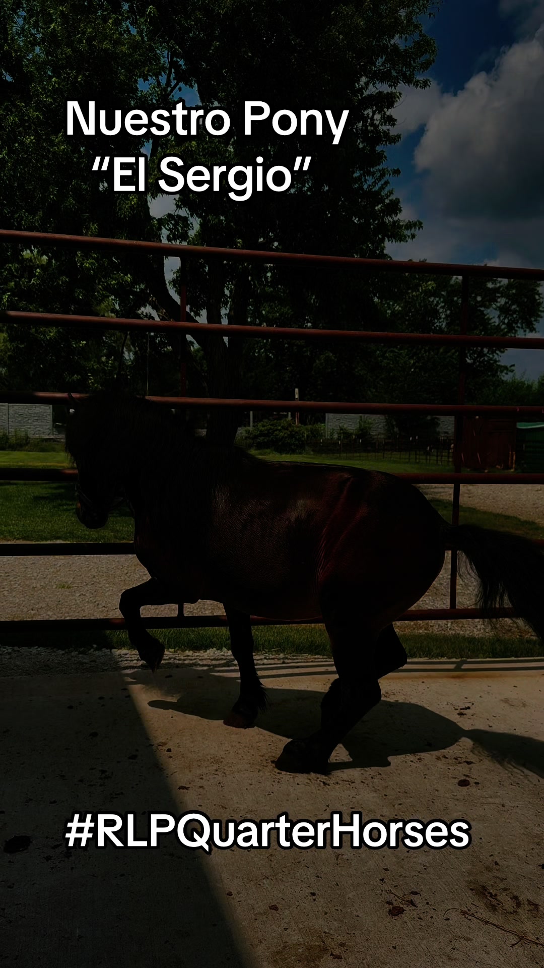 @R.L.P Quarter Horses