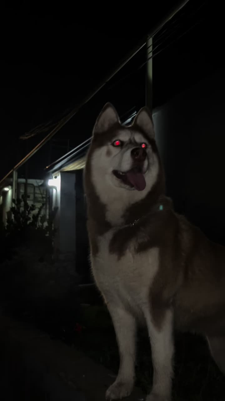 @lbella_Huskyy