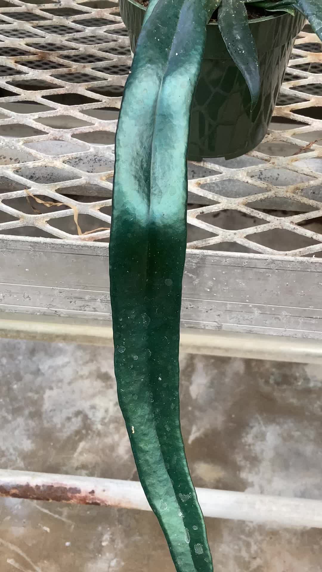 @bsu greenhouse