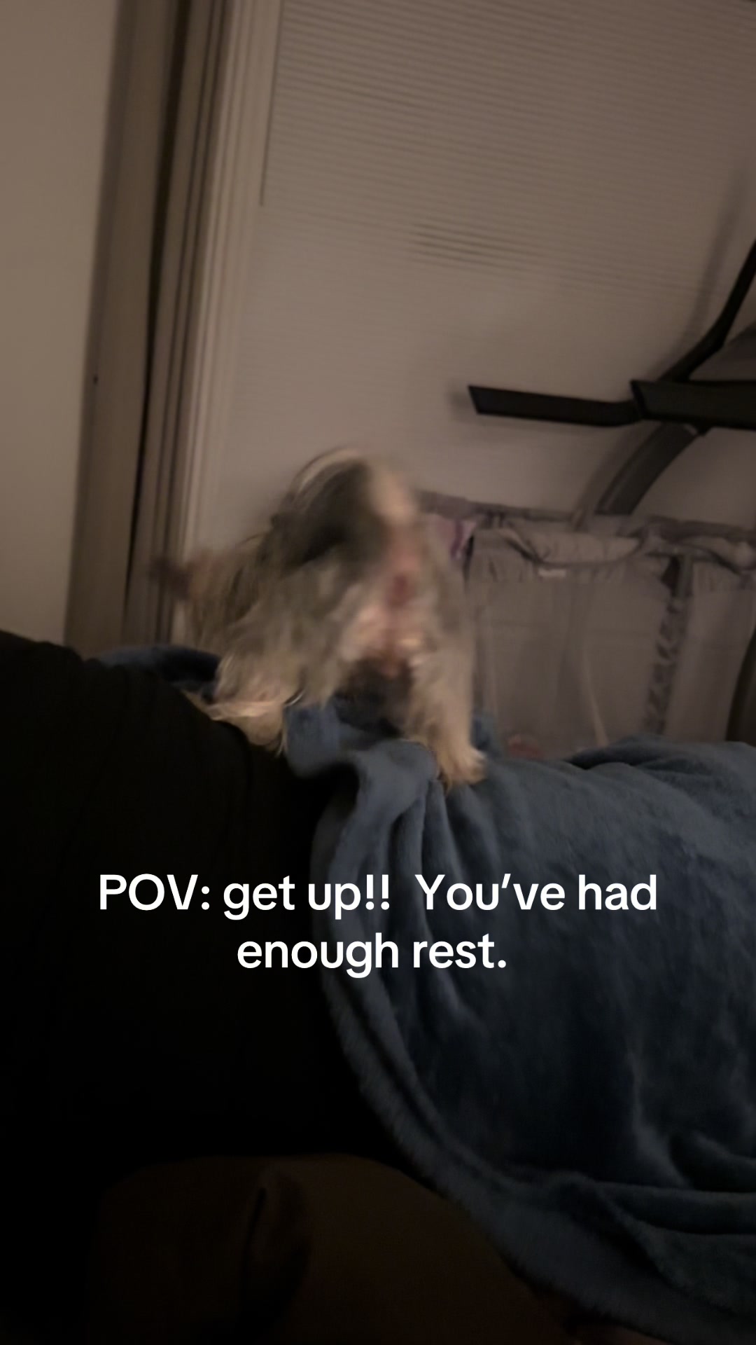 @Penny the Yorkie