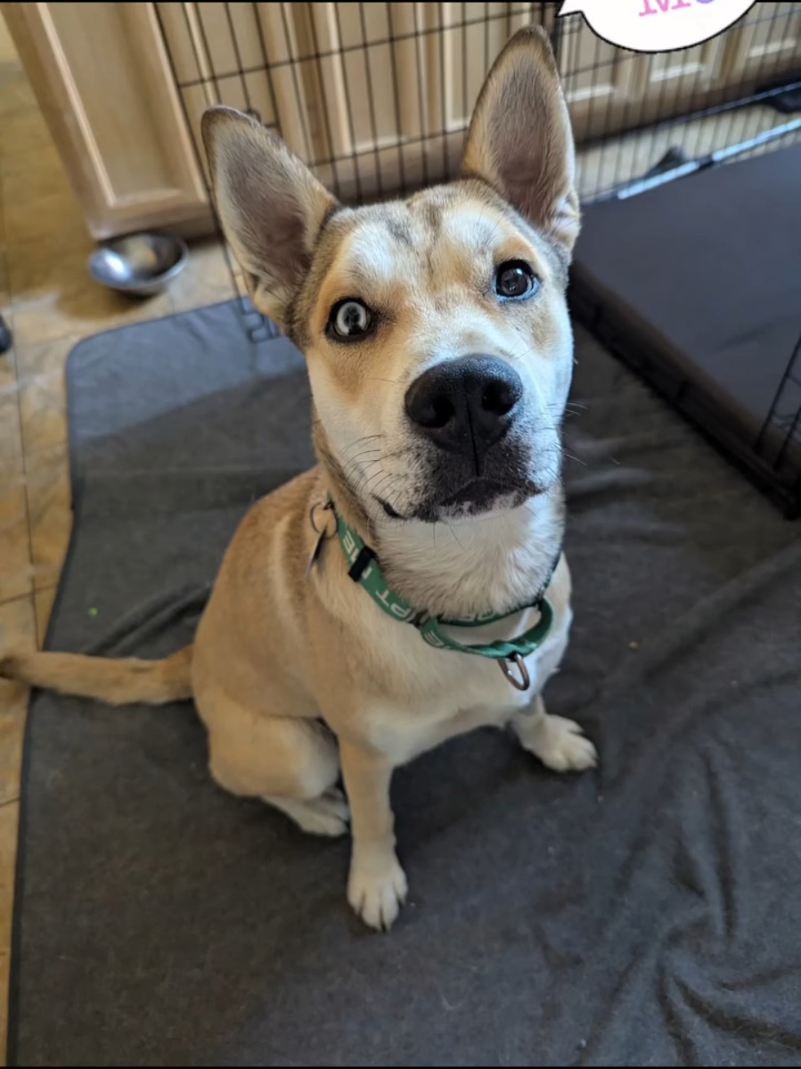 @Oakland Animal Services