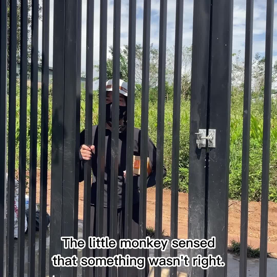 @Monkey TP