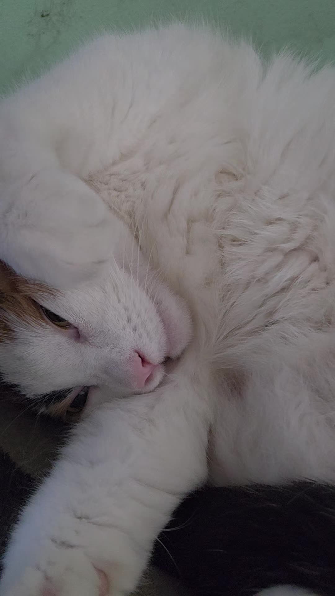 @mi gata la más hermosa