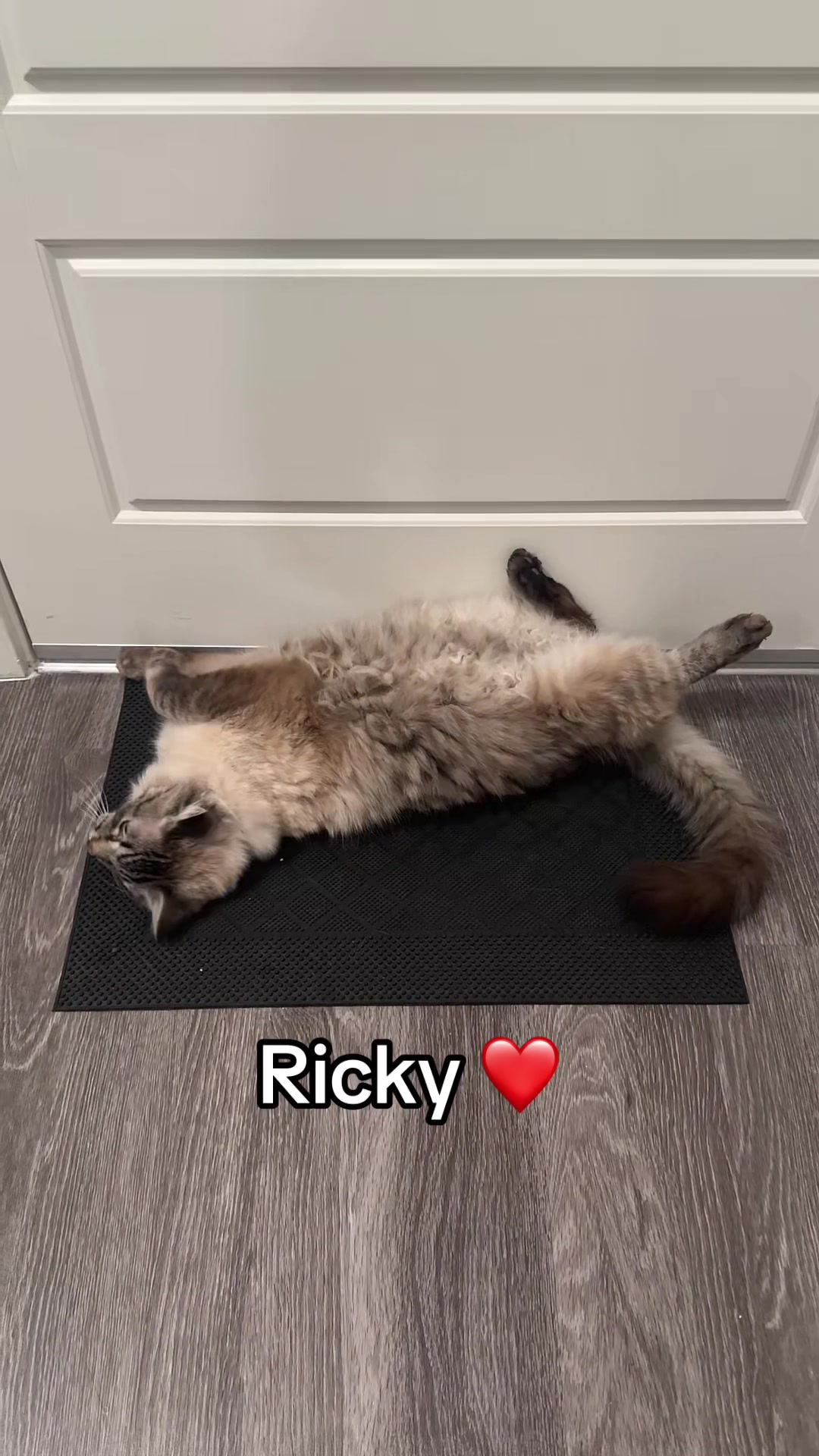 @Ricky and Lucy 🐈&zwj;⬛