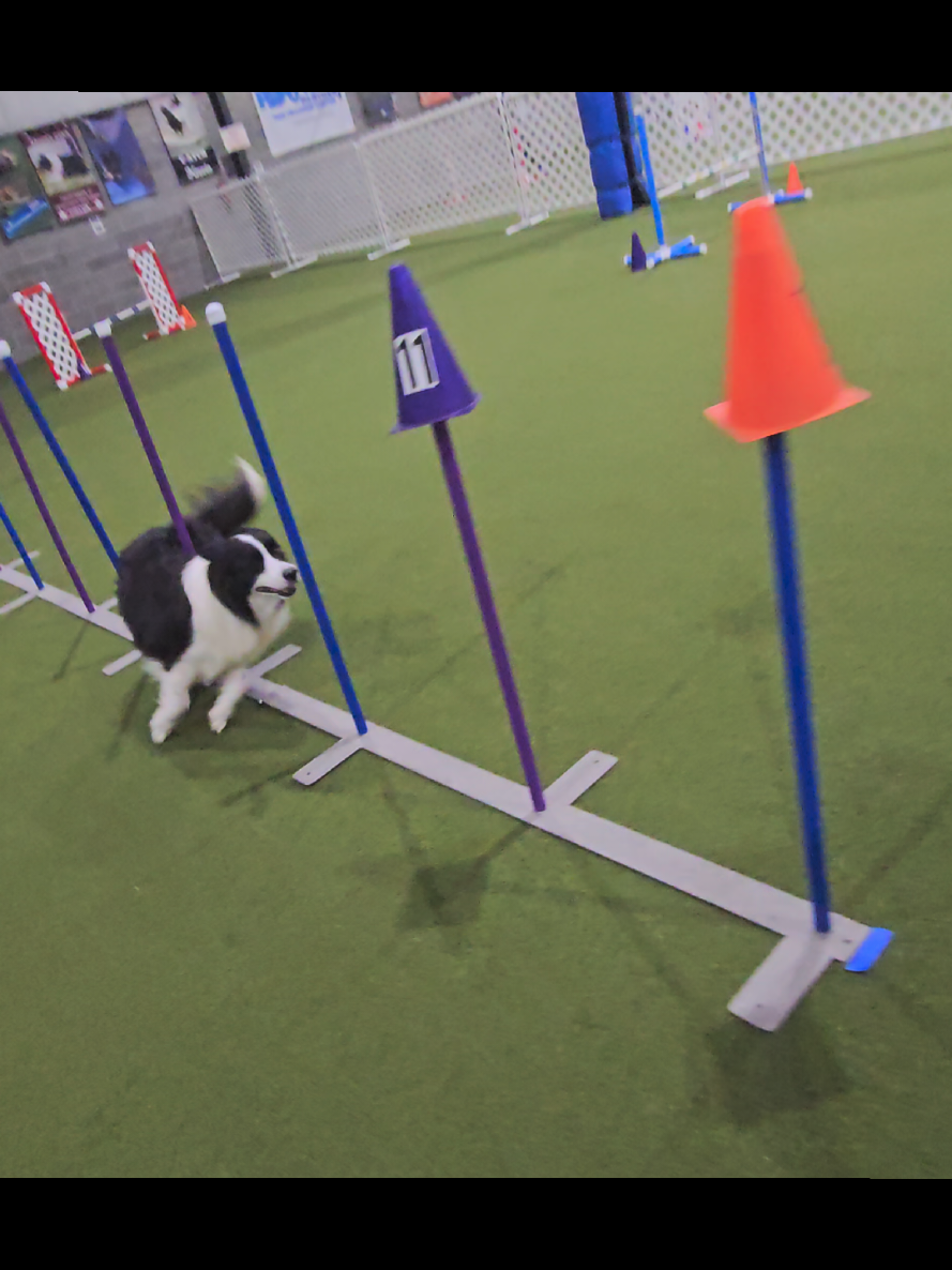 @Yoshi Border Collie
