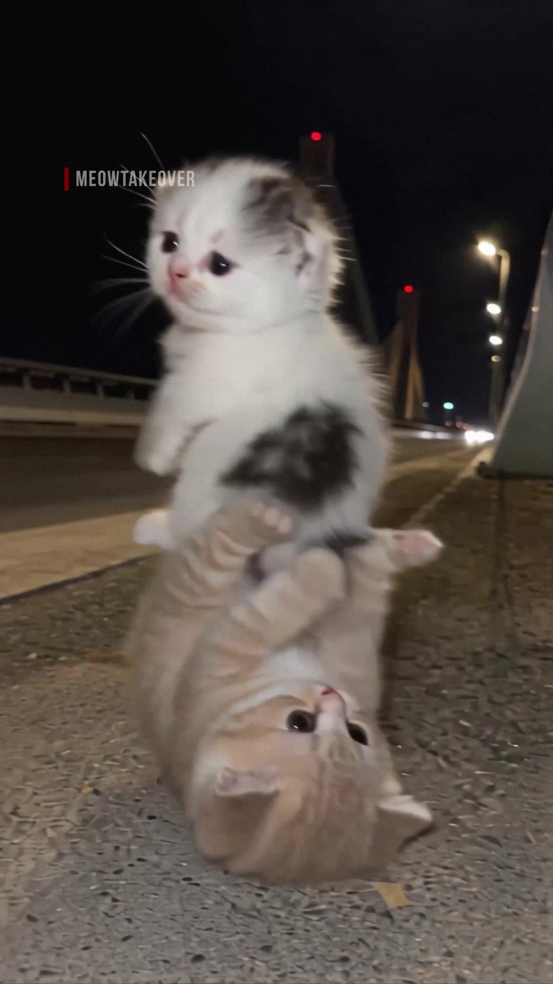 @meowtakeover