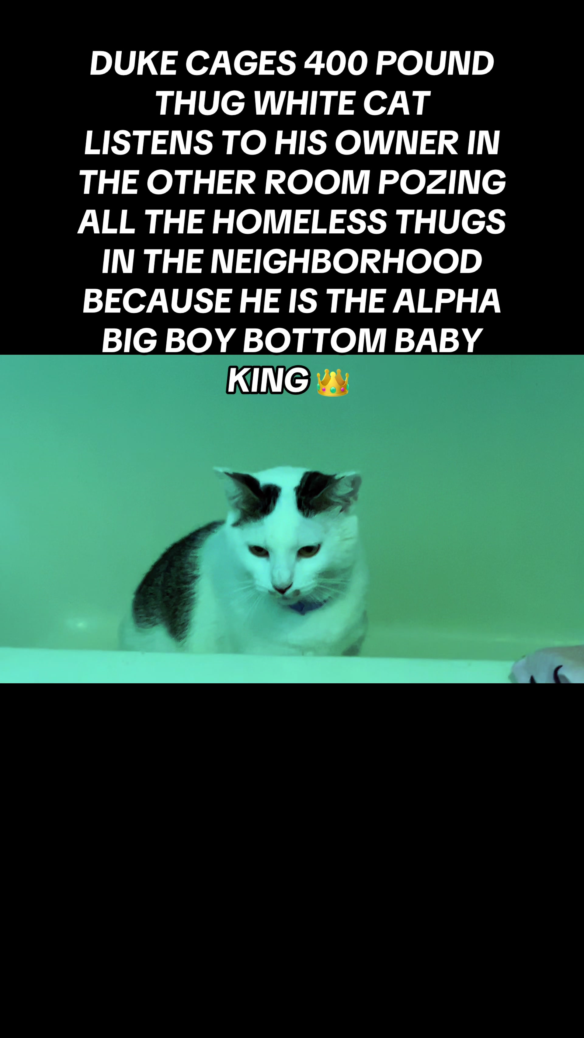 @fatplumpythugcat9000