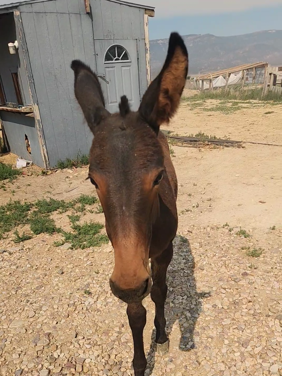 @Olsen Horse & Cattle Co. LLC