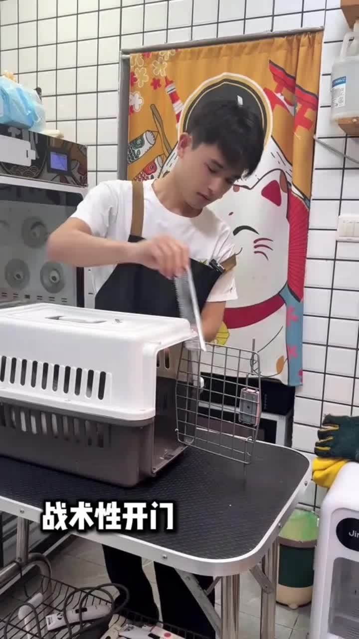 @Cat 😺 video