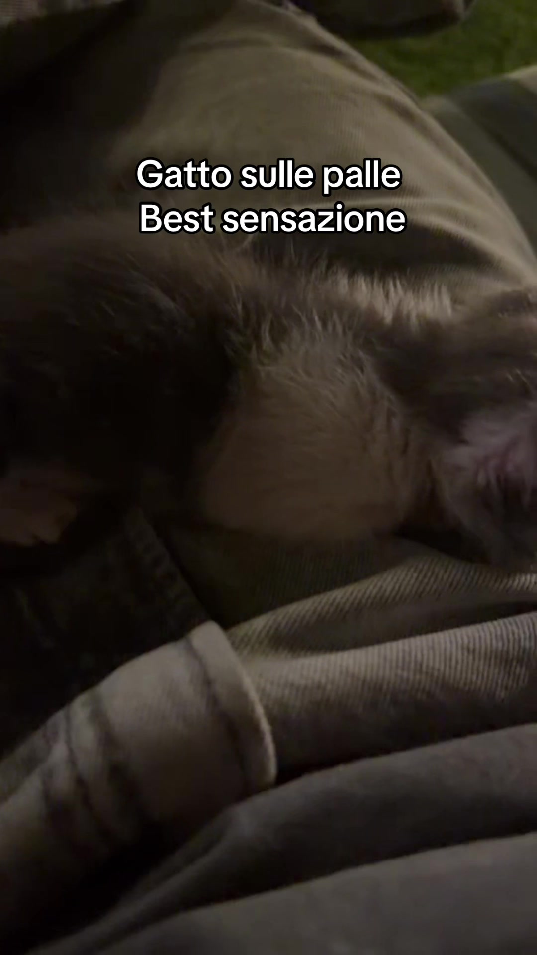 @Signor_Veneto