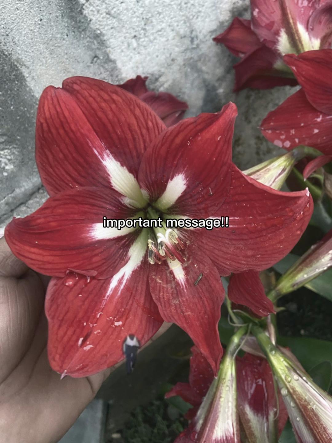 @Syantosgautam322