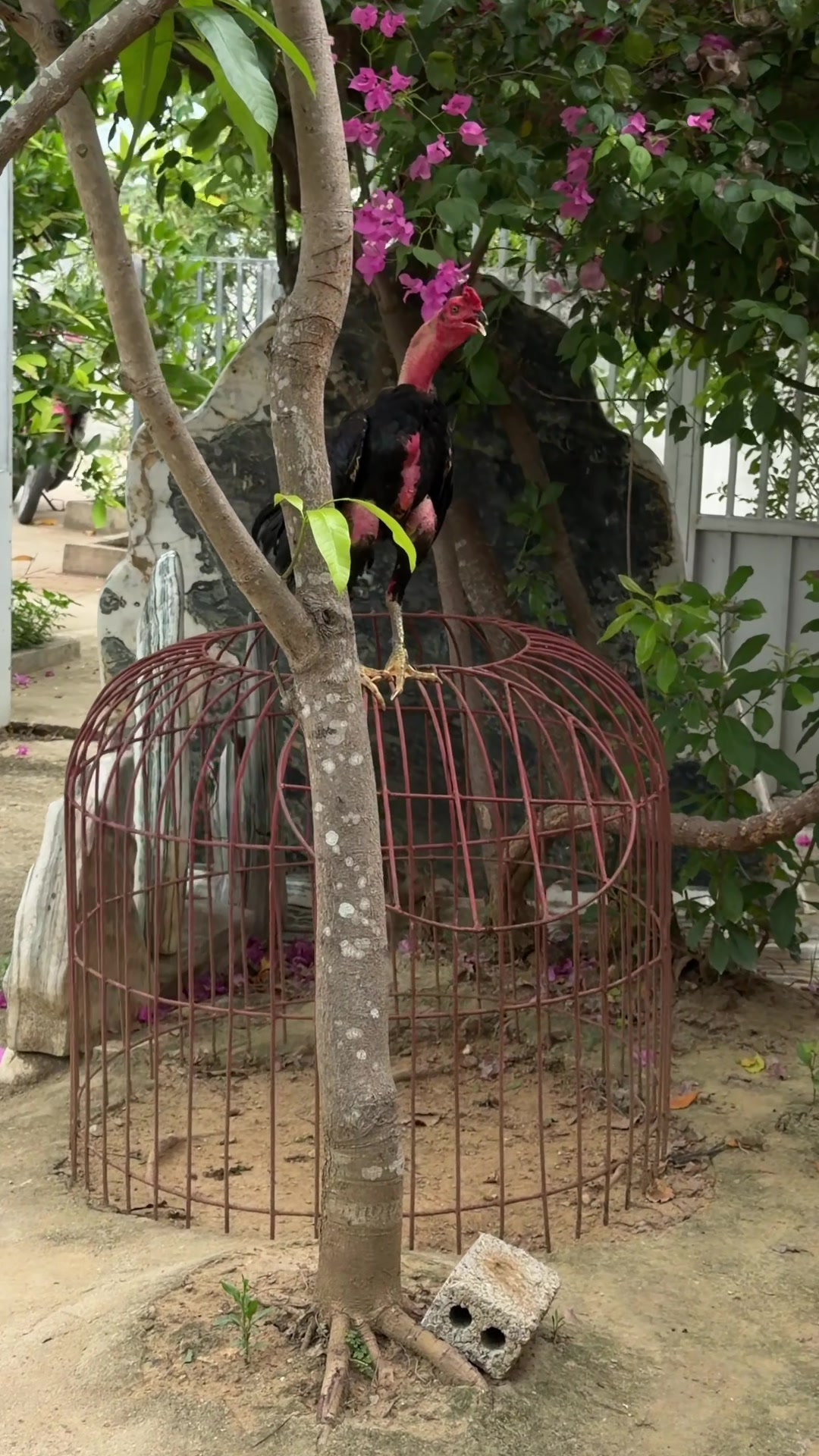 @Quốc khánh