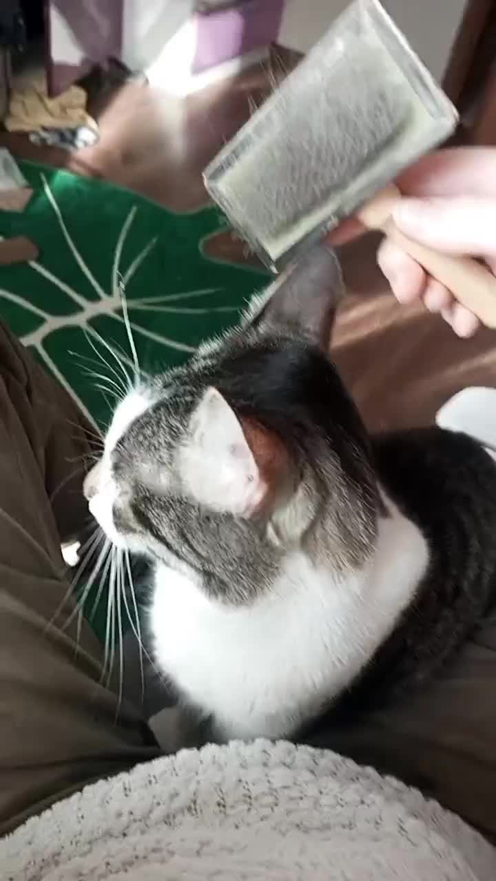 @Дейкн🐙🐇