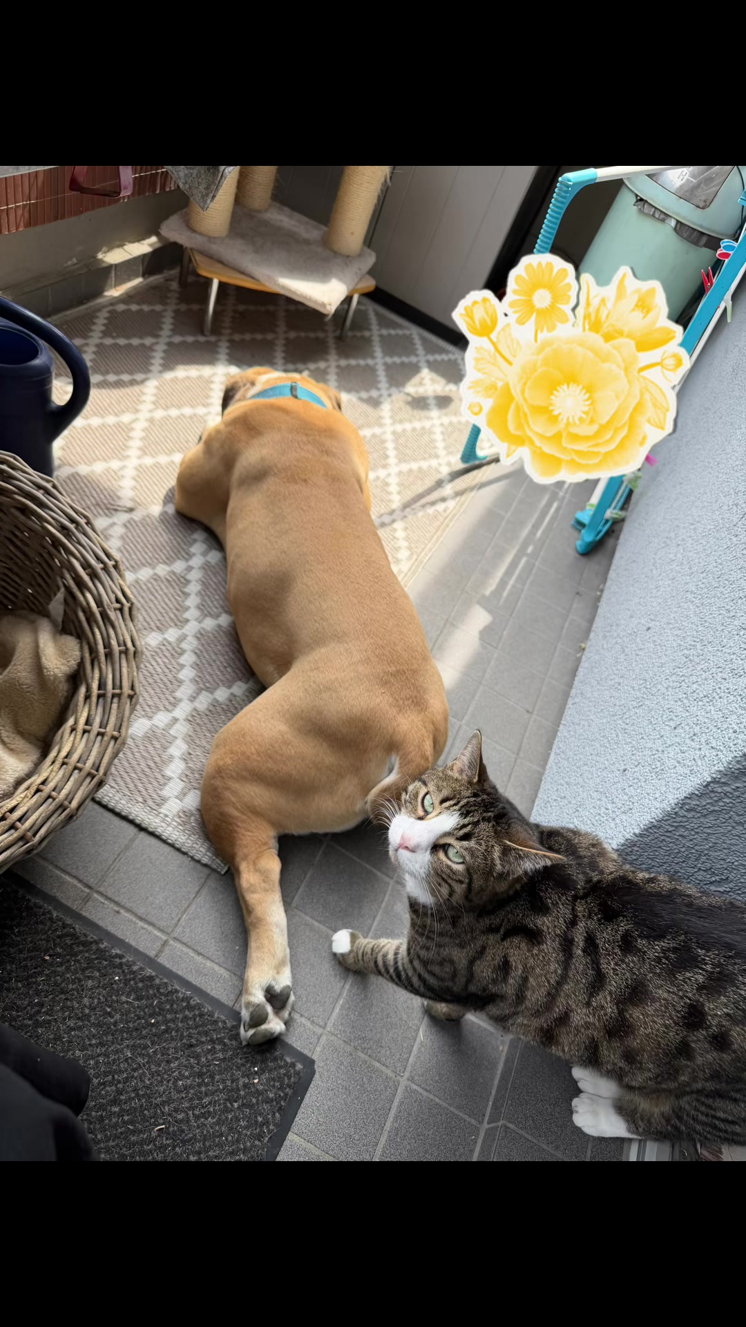 @Mogli🐾