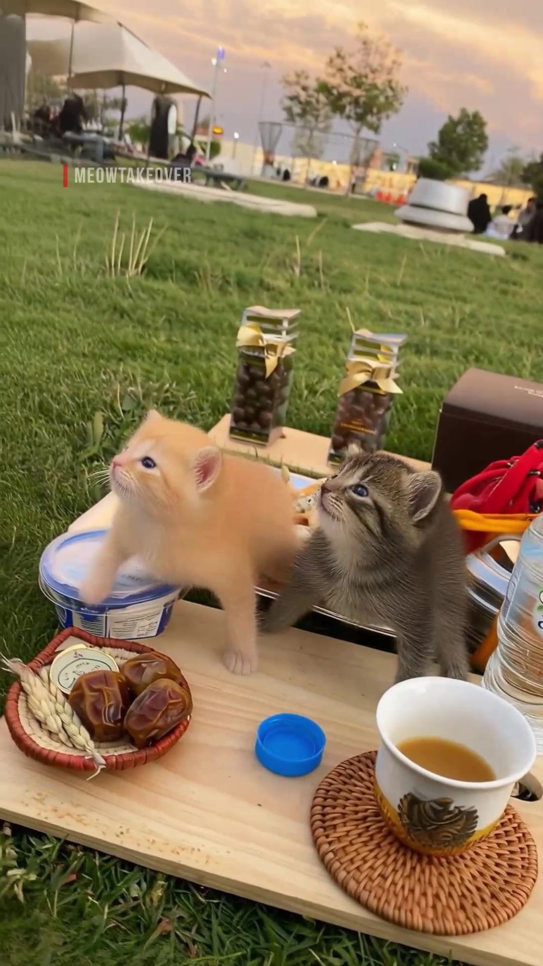 @meowtakeover