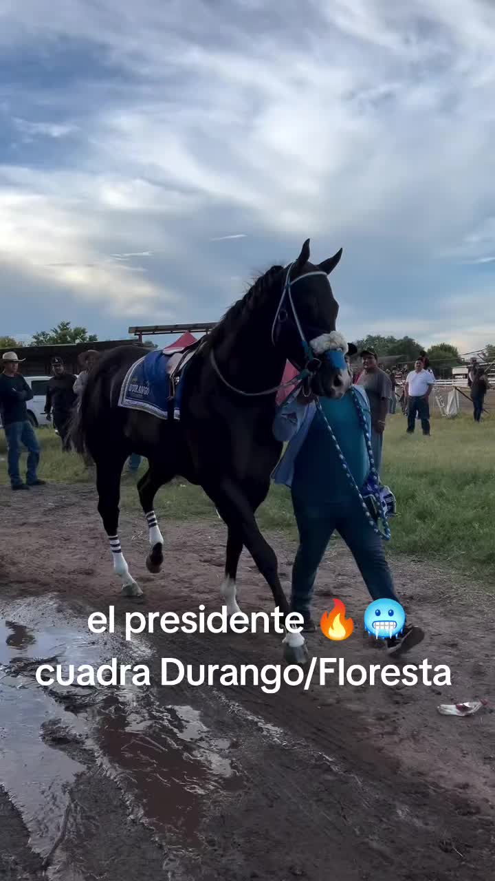 @carriles altos de jalisco🐎