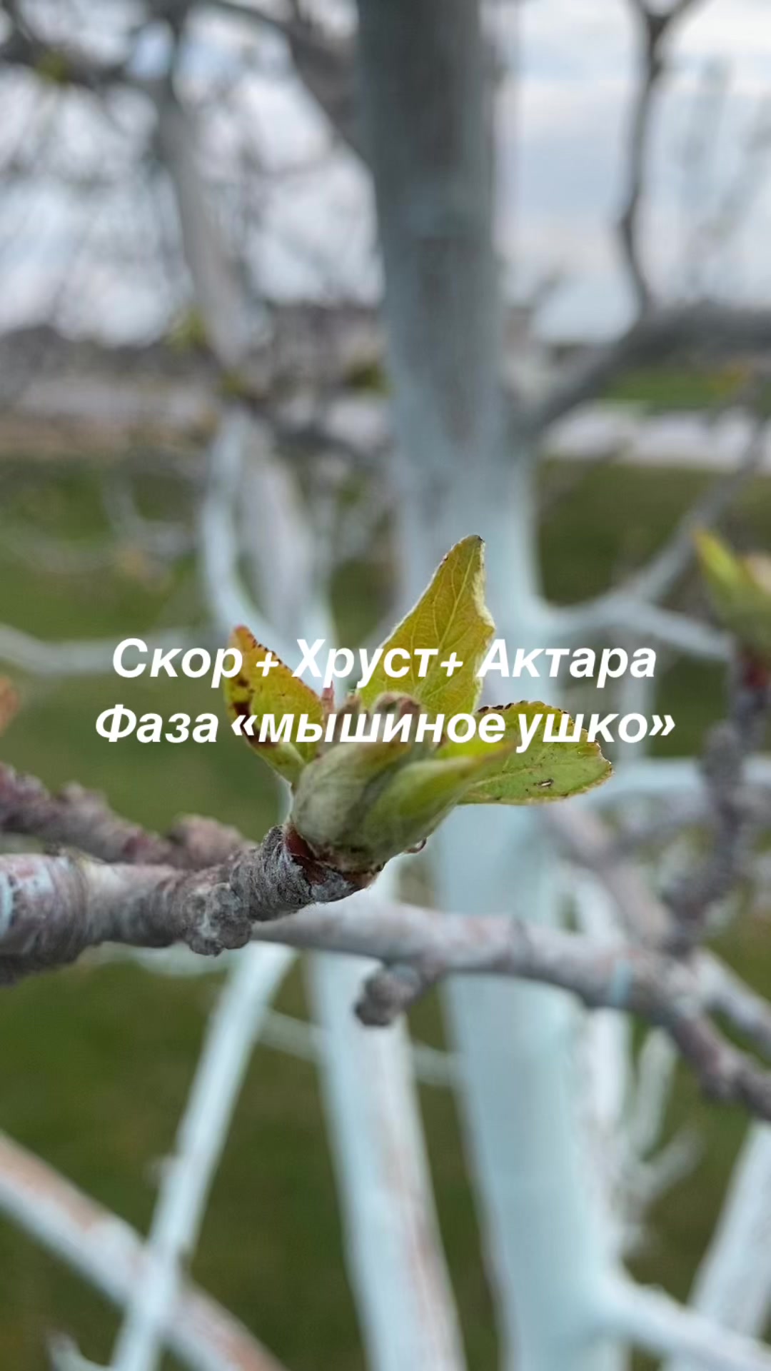 @сад🍏🍒🍇