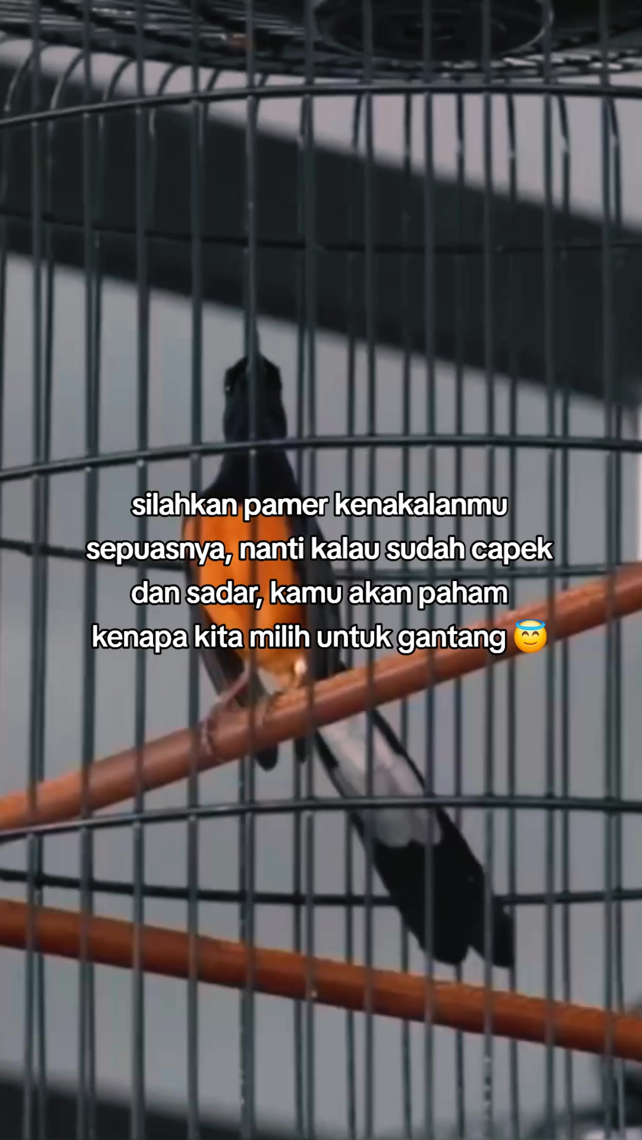 @Zulll x IIEC