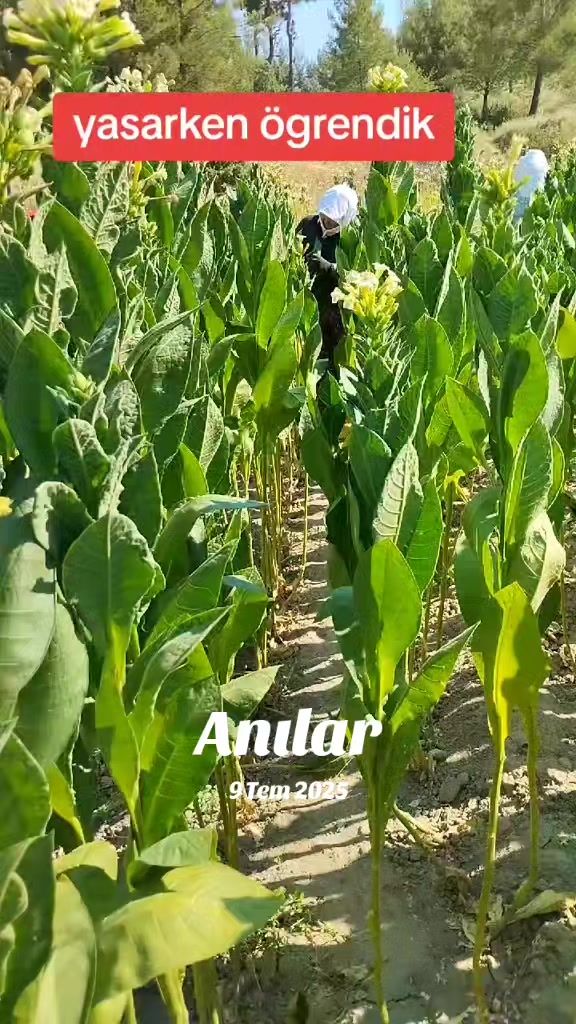 @☺️Farmasi Cemile damgacı🐟