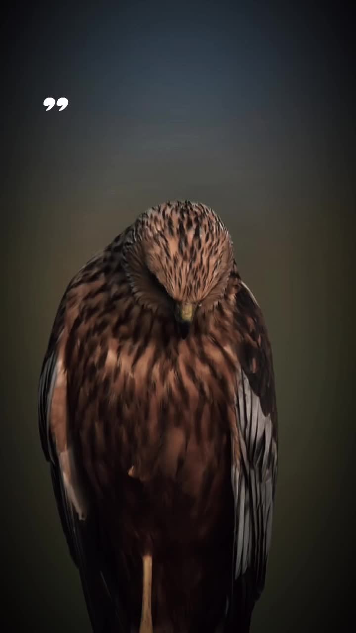 @ᥫ᭡ᴄᴇᴏ_ᴏғ_sᴛᴏʀʏ