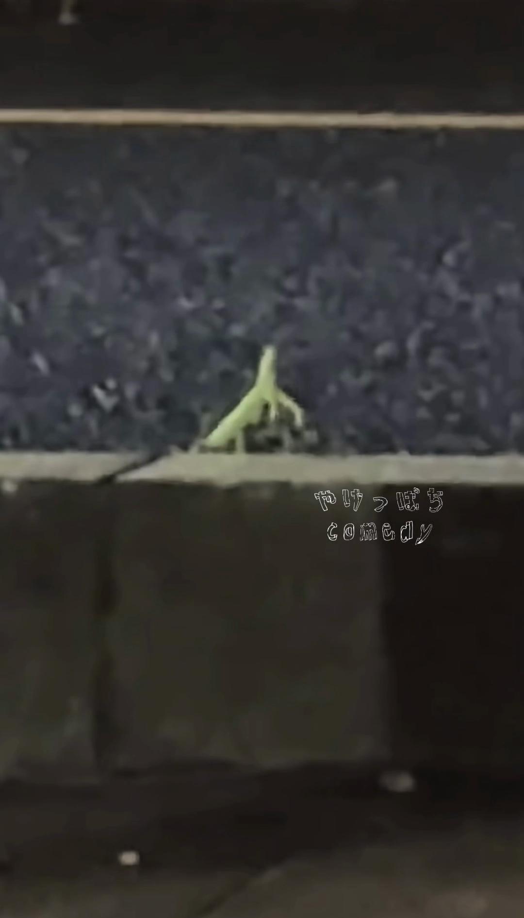 @やけっぱちcomedy改🥑【 TikTok】