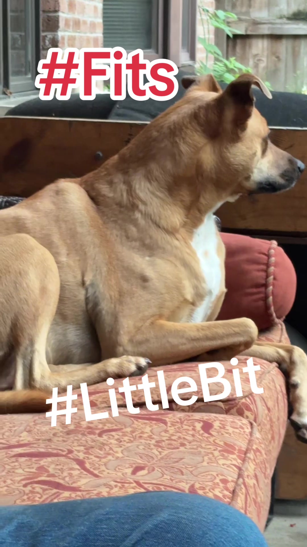 @BigDogJ