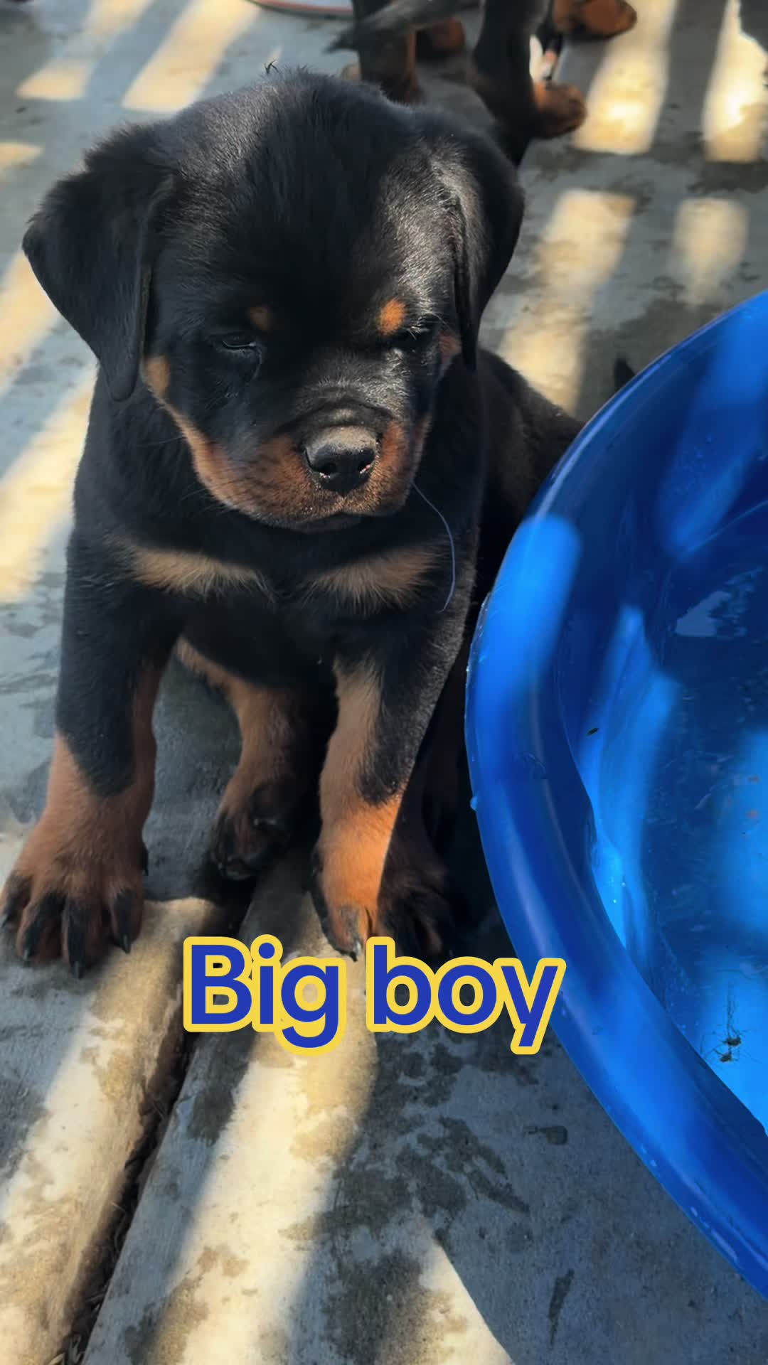 @✨VON DER MU&Ntilde;OZ ROTT&rsquo;S✨