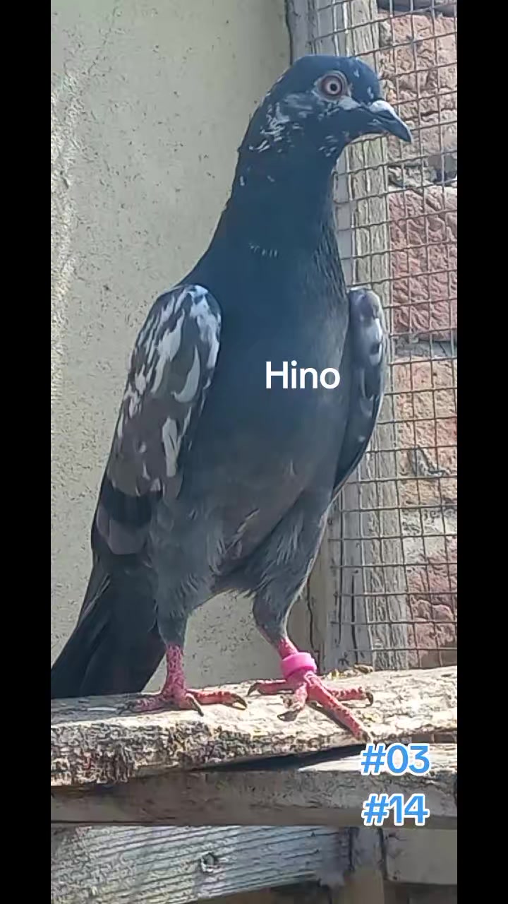 @Ranakasuripigeon