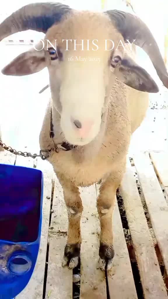 @Mustafa Goats