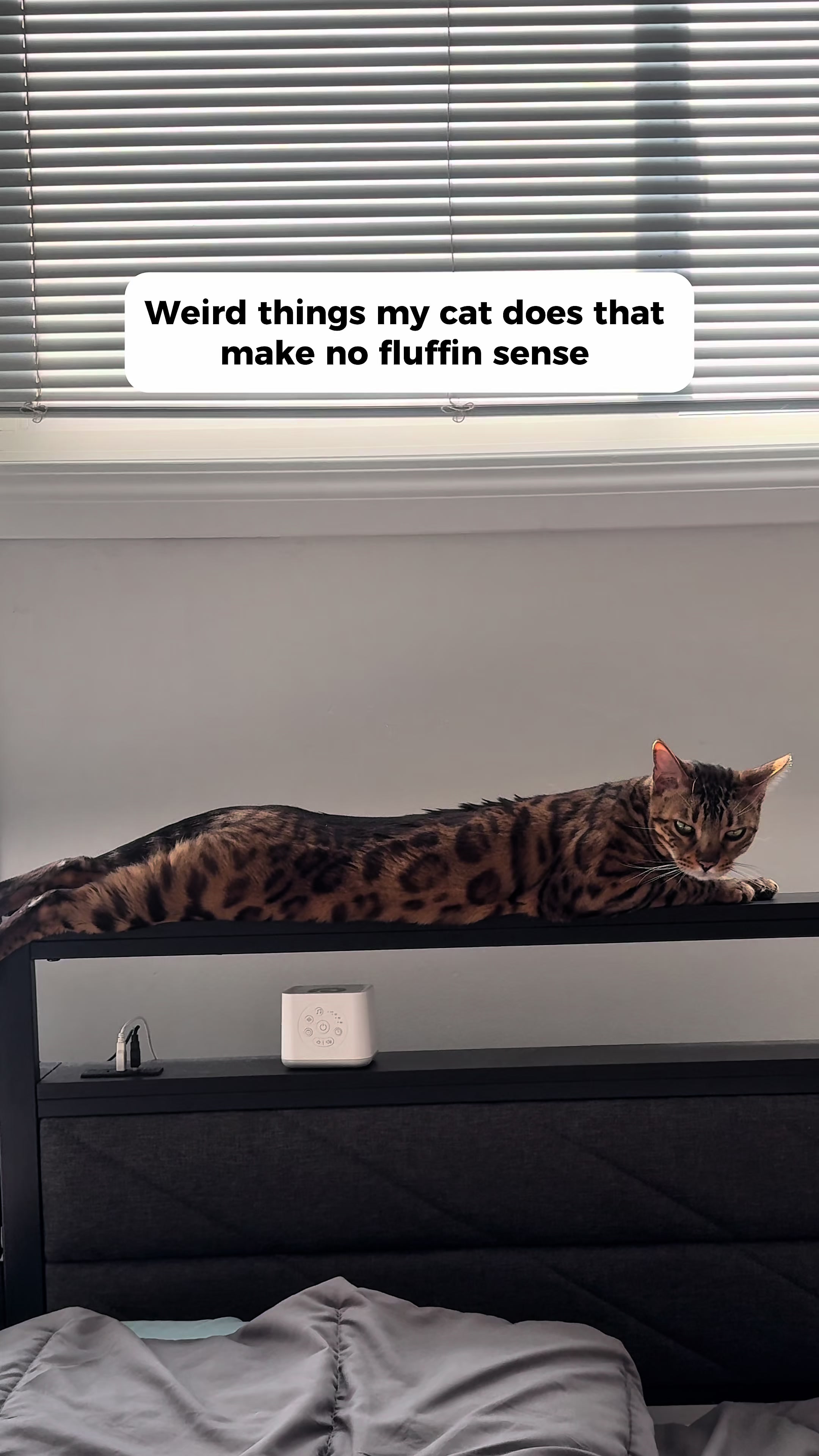 @Three Nawty Cats