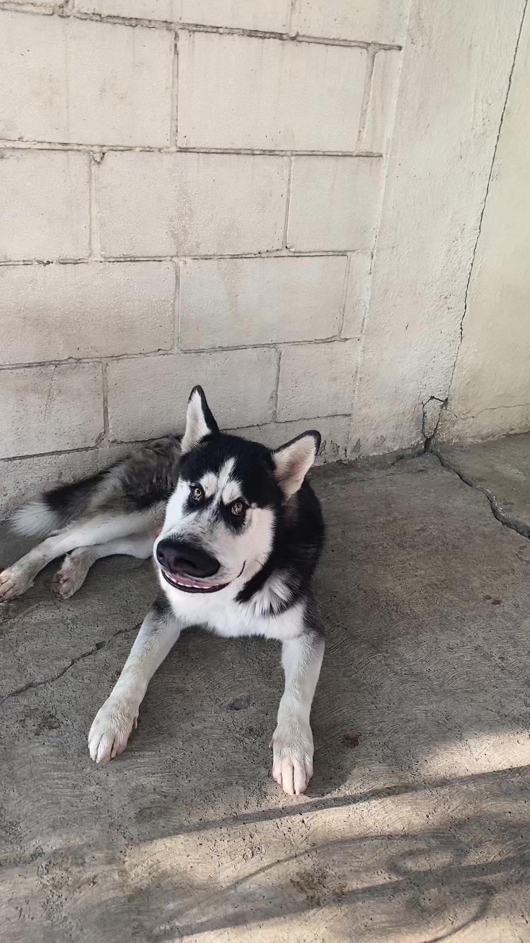 @Justin Rafael ✌🏻 🐶
